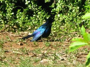 birdwatching in South Africa