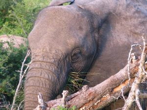 elephant eyelashes