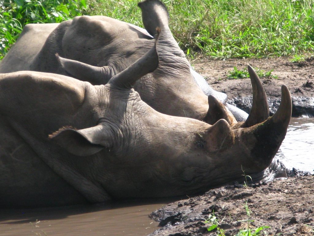 Safari south africa rhino