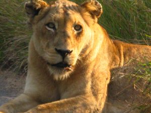 Lioness in African sun