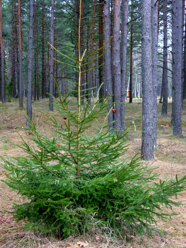 a fir tree in a forest of trees from which hang ragged ornaments