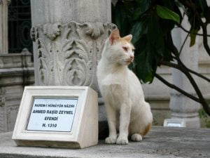 cat_at_a-grave
