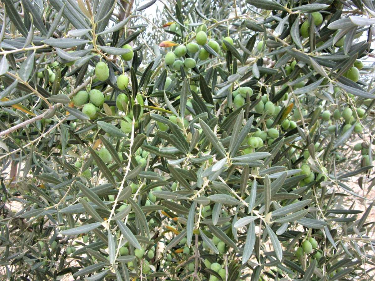 Almost ripe olives