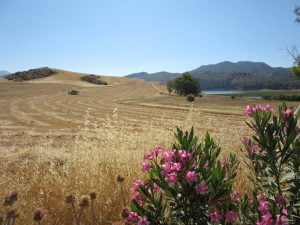 On the road to Ronda from Cartama