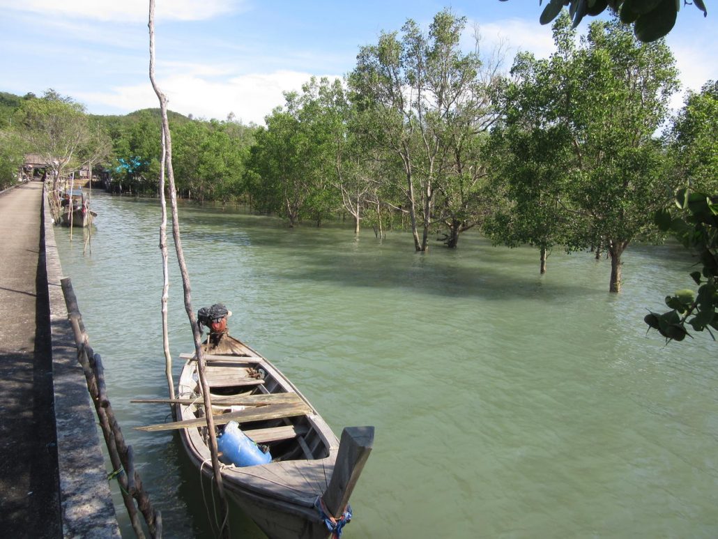 Koh Yao Noi mangrove swamp