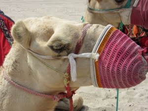 Doha camel