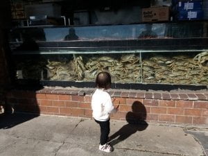 Watching live crab at Redondo Pier CA