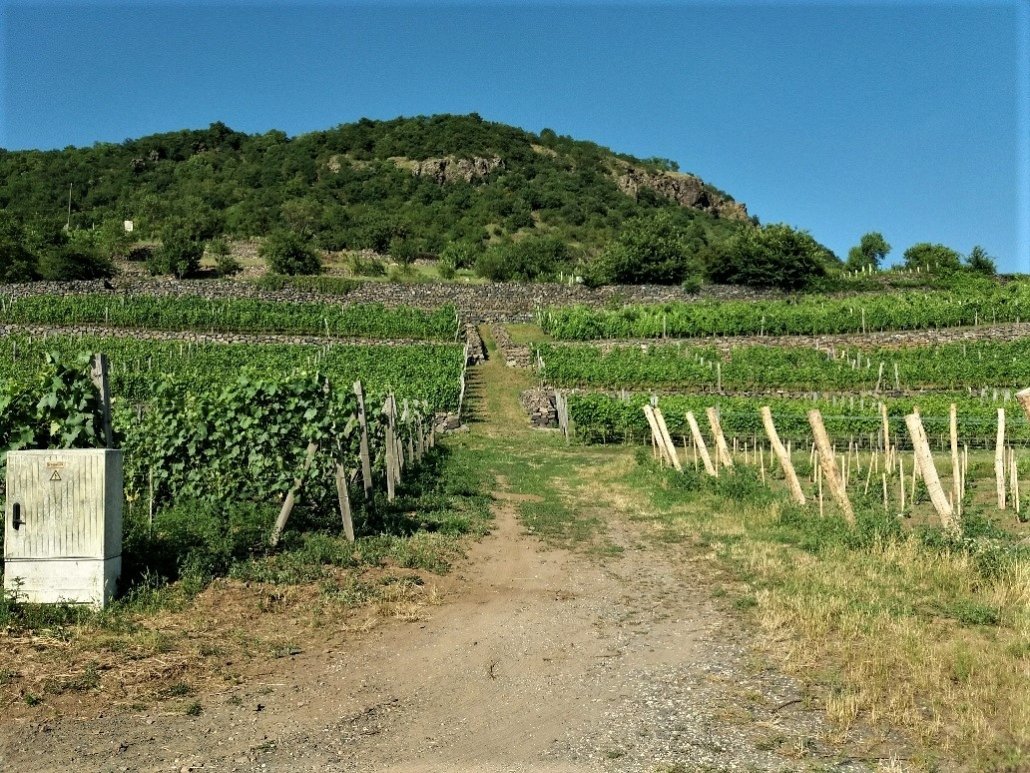 Vineyards at Somlóhegy