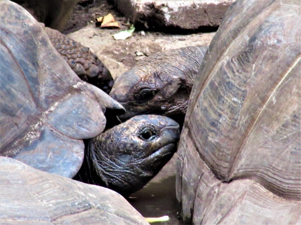 Aldabra giant tortoise on Prison Island