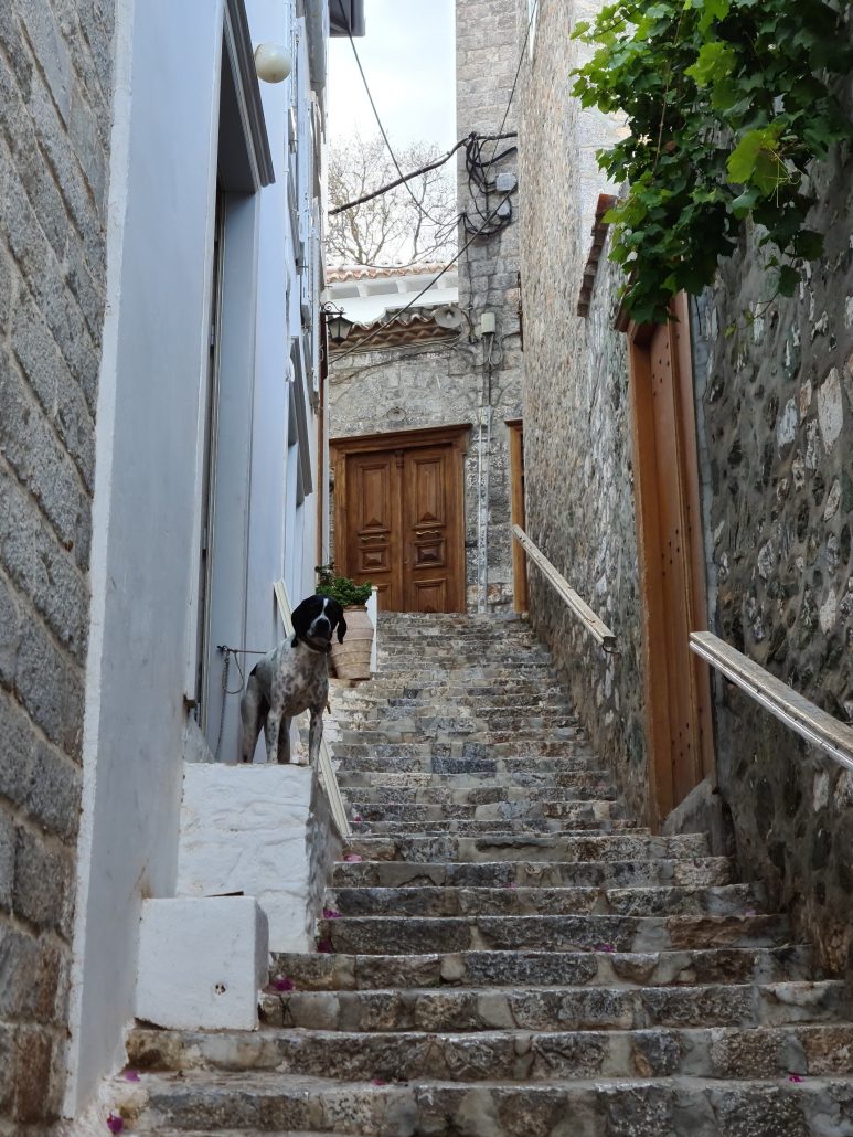 Dog half way up a narrow street in Hydra Greece