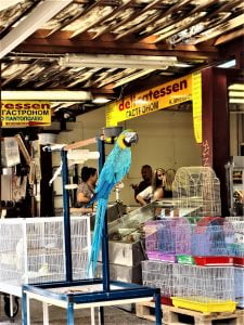 Parrot for sale in Athens