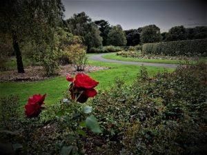 Rose Garden in St Anne's Park Raheny Dublin Ireland