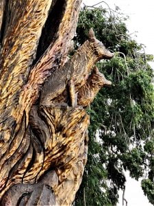 Foxes carved into Peace Tree ST Anne's Park Raheny Dublin