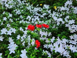 Four red azalea blossoms in a sea of white blooms in A collage of Azalea flowers - Clockwise - Pink, white, yellow, purple, pink among white, and orange in bloom - in the Azáleás völgy - Azalea valley in Zalaegerszeg in Western Hungary