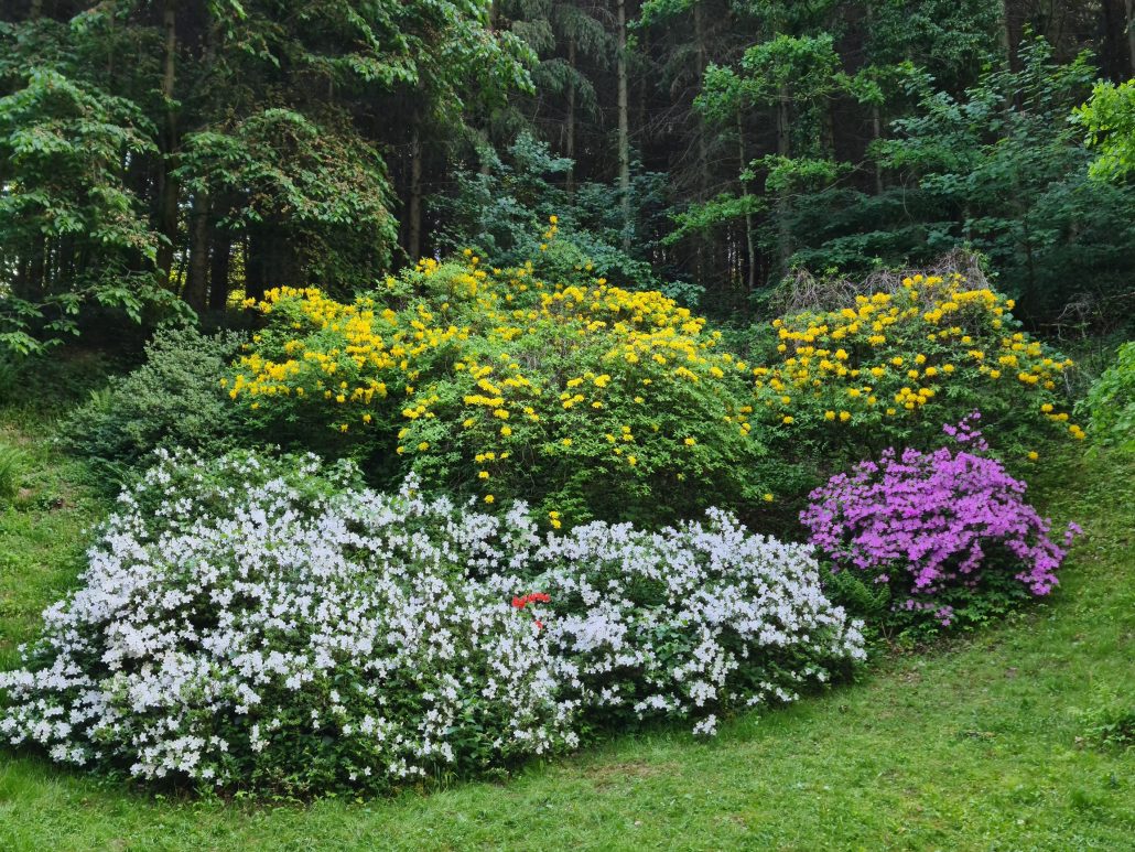 Azalea bushes in bloom - white in the foreground, two yellow behind, and pink to the right - in the Azáleás völgy - Azalea valley in Zalaegerszeg in Western Hungary