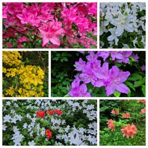 A collage of Azalea flowers - Clockwise - Pink, white, yellow, purple, pink among white, and orange in bloom - white in the foreground, two yellow behind, and pink to the right - in the Azáleás völgy - Azalea valley in Zalaegerszeg in Western Hungary