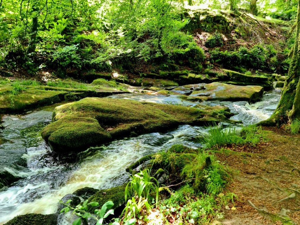 water flows over mossy stones and rocks in a wooded stream