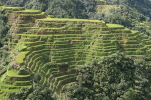 Part of Banaue Rice terraces, showing some erosion.