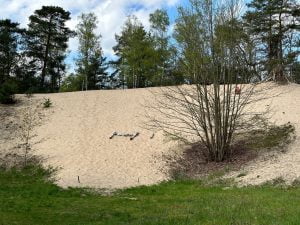 Sand dune in a forest - grass in the foreground then a bank of sand with a line of trees in the back against a blue sky