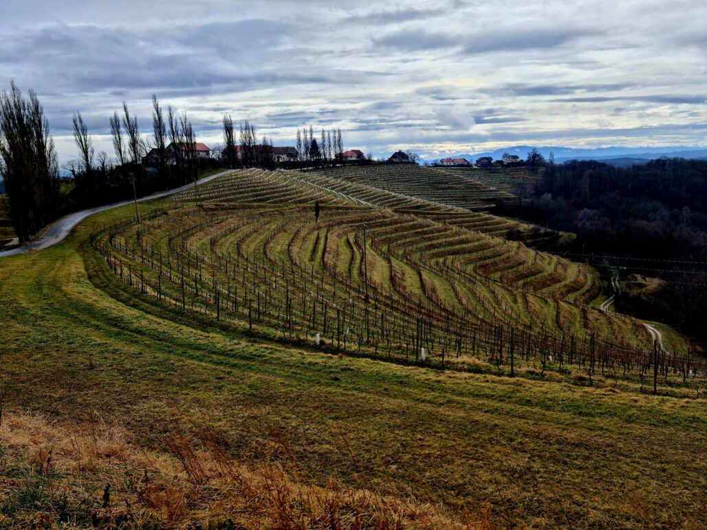 Wine terraces - sloping hillside with terraces falling away