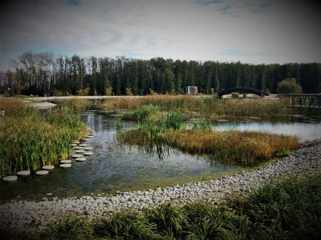 Lovely landscaped man-made lake with stepping stones and reed beds set against a cloudy sky with a backdrop of a line of tall green leafed trees.