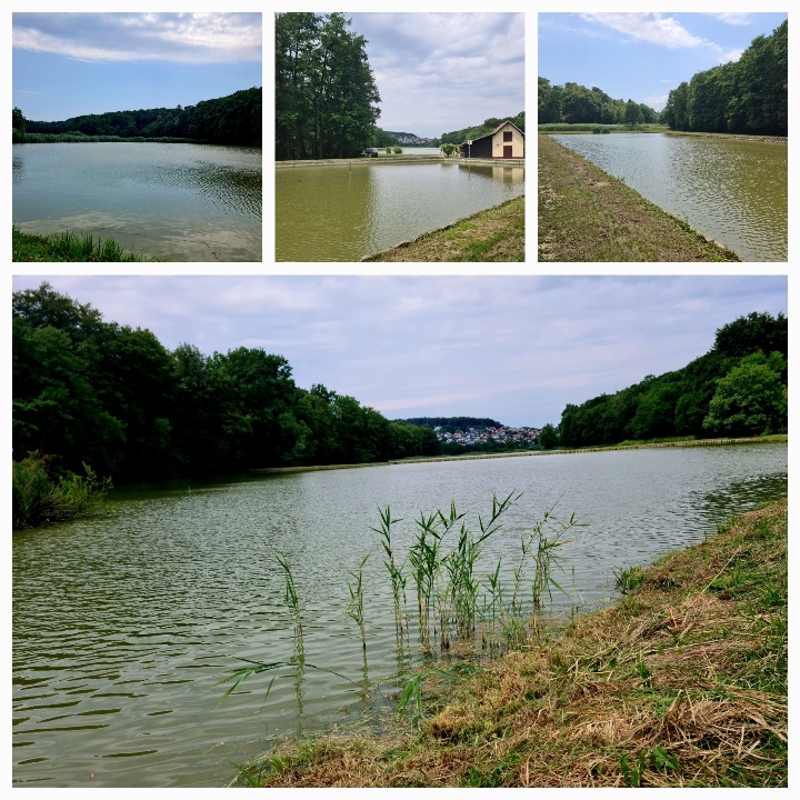 Collage of 4 photos showing fishing lakes - lots of greeny murkey water and green trees