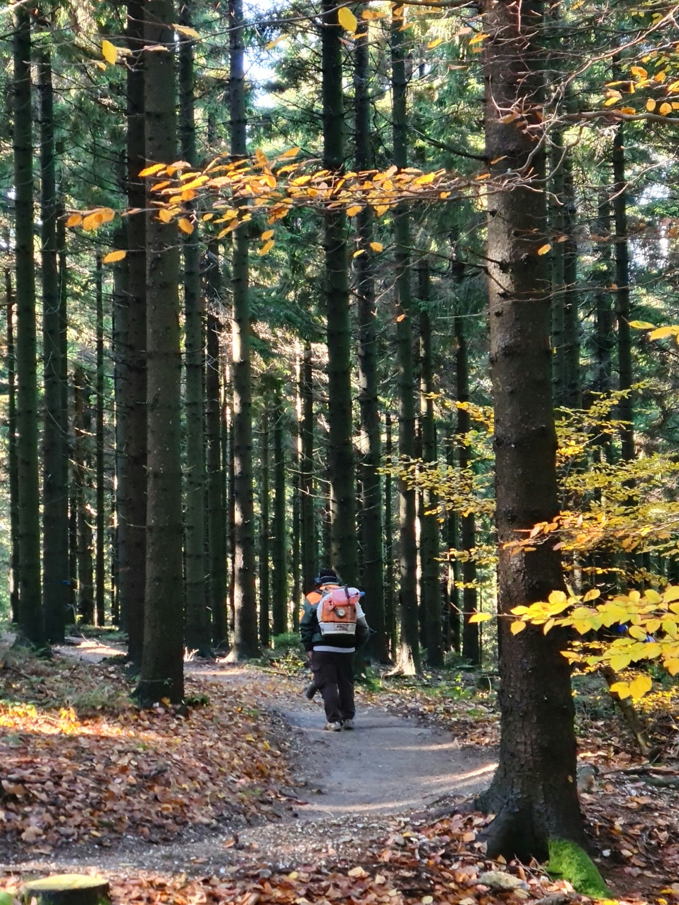 man with a leafblower in the forest