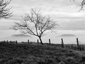 Black and white - a lone, leafless tree in the centre with a fence running across it