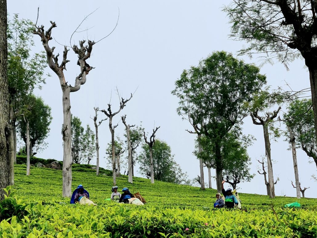 women in bright clothes picking tea leaves on a tea plantation