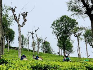 women in bright clothes picking tea leaves on a tea plantation