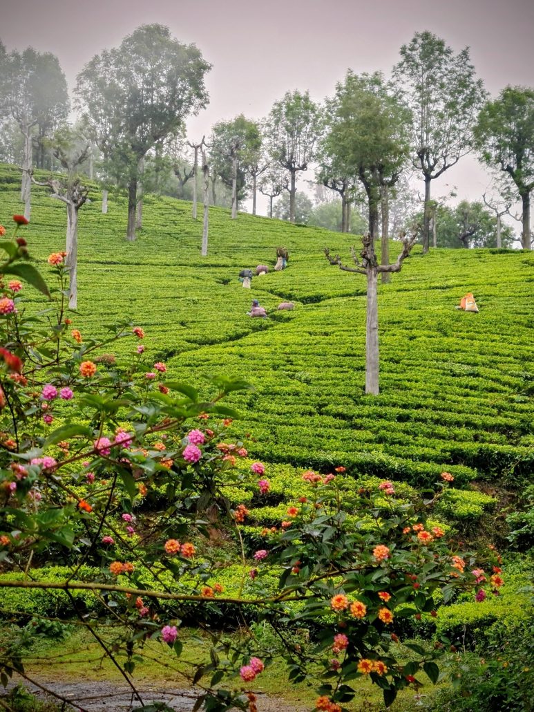 Pink flowers in the foreground - tea plantation in the middle ground with women picking leaves - trees in the background