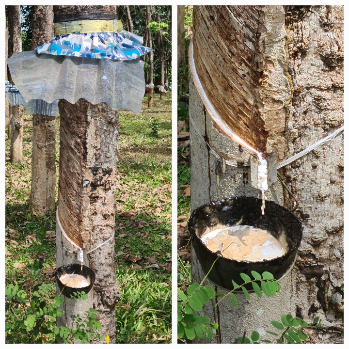 Rubber trees showing how rubber is being drained into a pot
